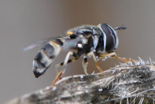 Réf. 260 144 : Paragus quadrifasciatus